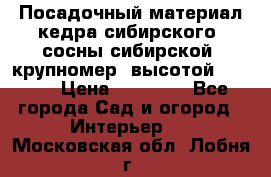 Посадочный материал кедра сибирского (сосны сибирской) крупномер, высотой 3-3.5  › Цена ­ 19 800 - Все города Сад и огород » Интерьер   . Московская обл.,Лобня г.